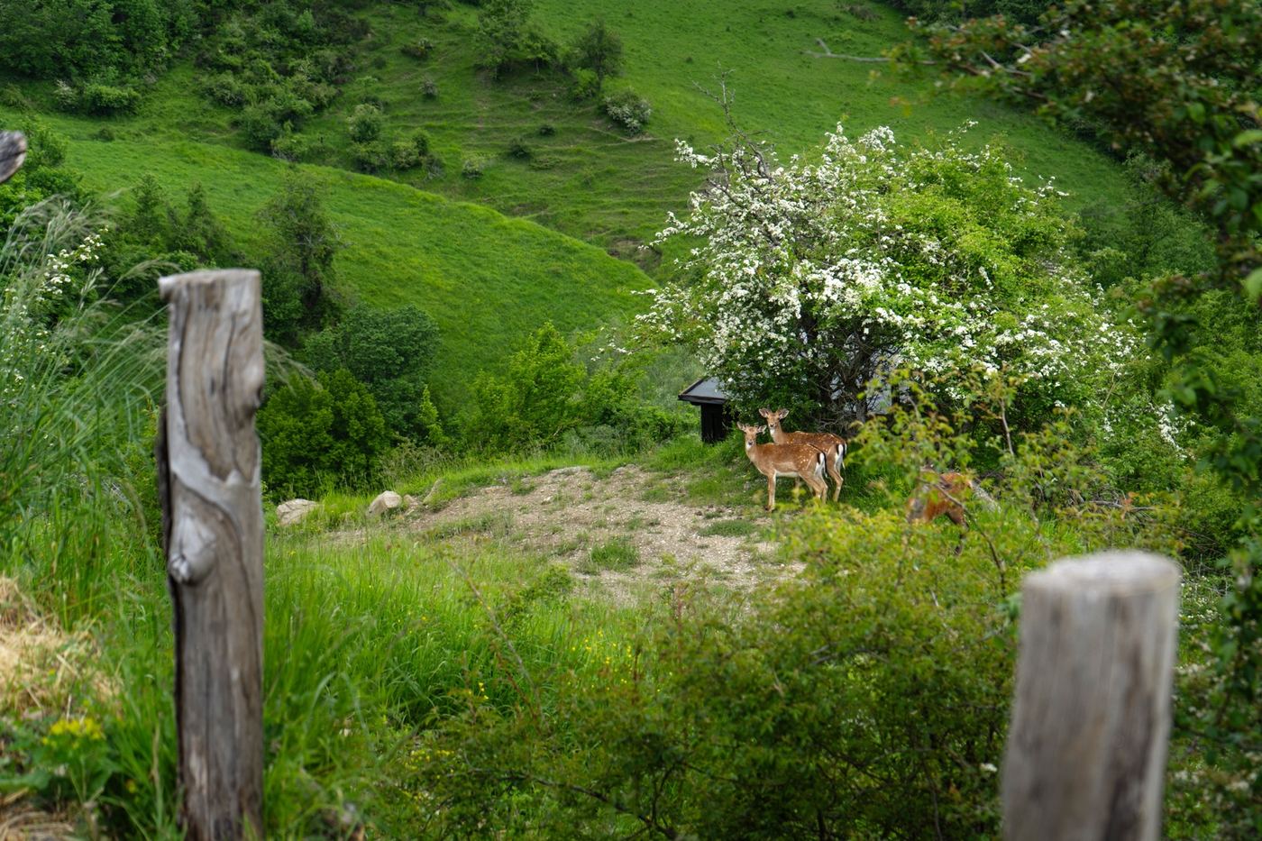 Un giovane capriolo nel prato, tra i pali di legno