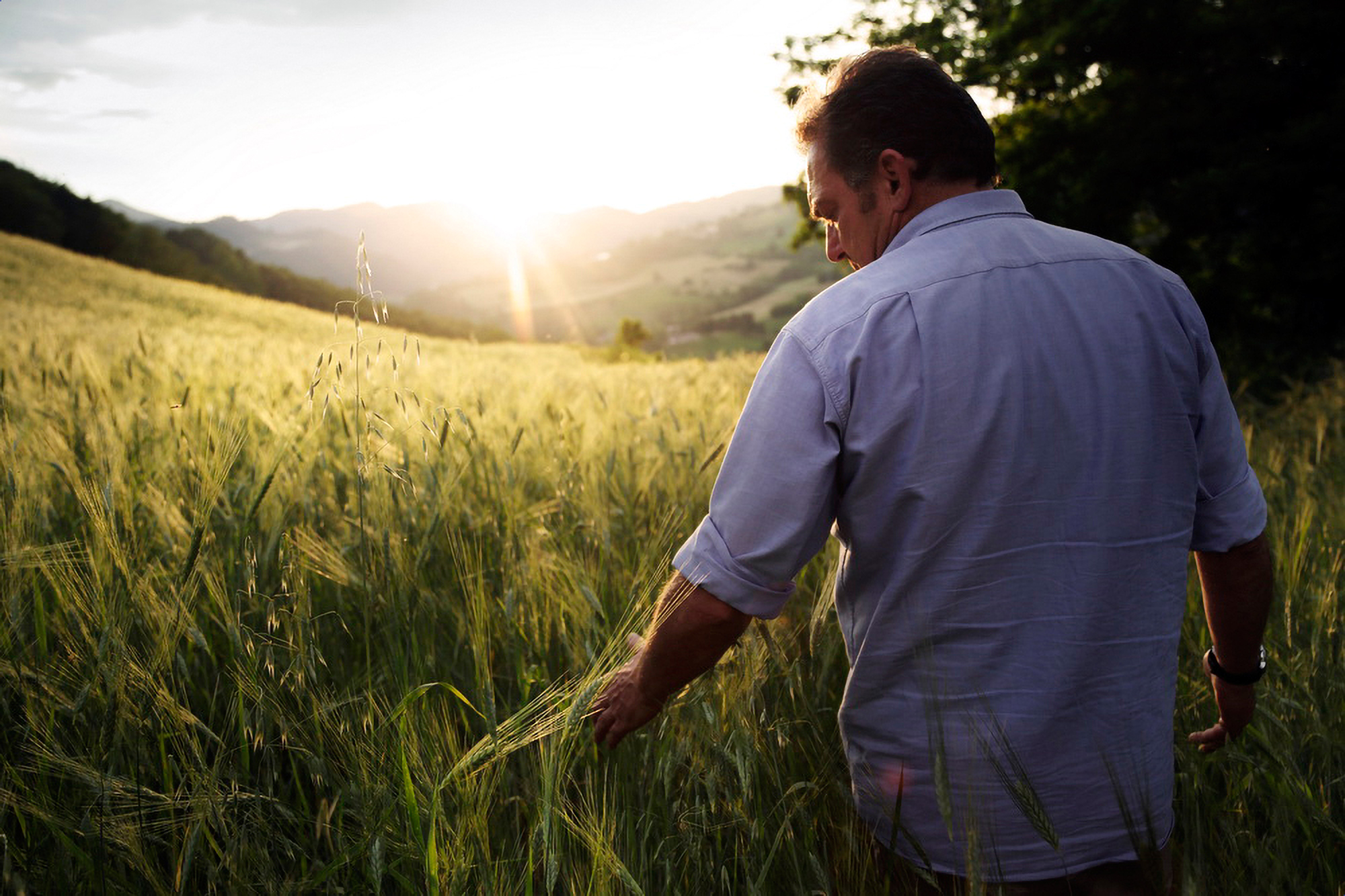 Il coltivatore cammina nel campo di grano al tramonto