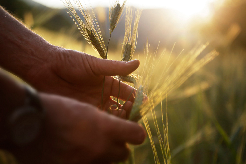 Le mani del coltivatore sfiorano le spighe di grano in controluce
