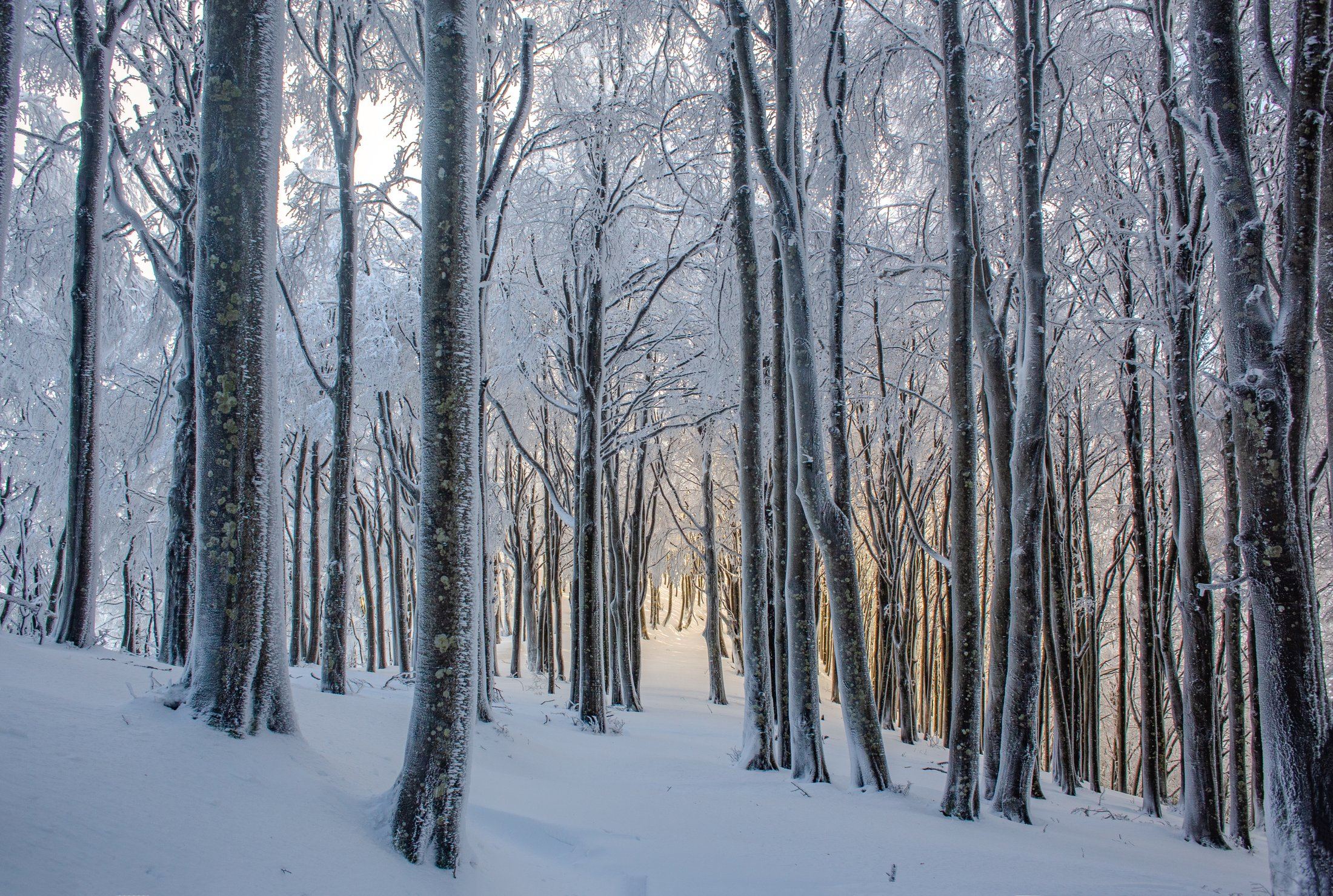 Bosco innevato in controluce